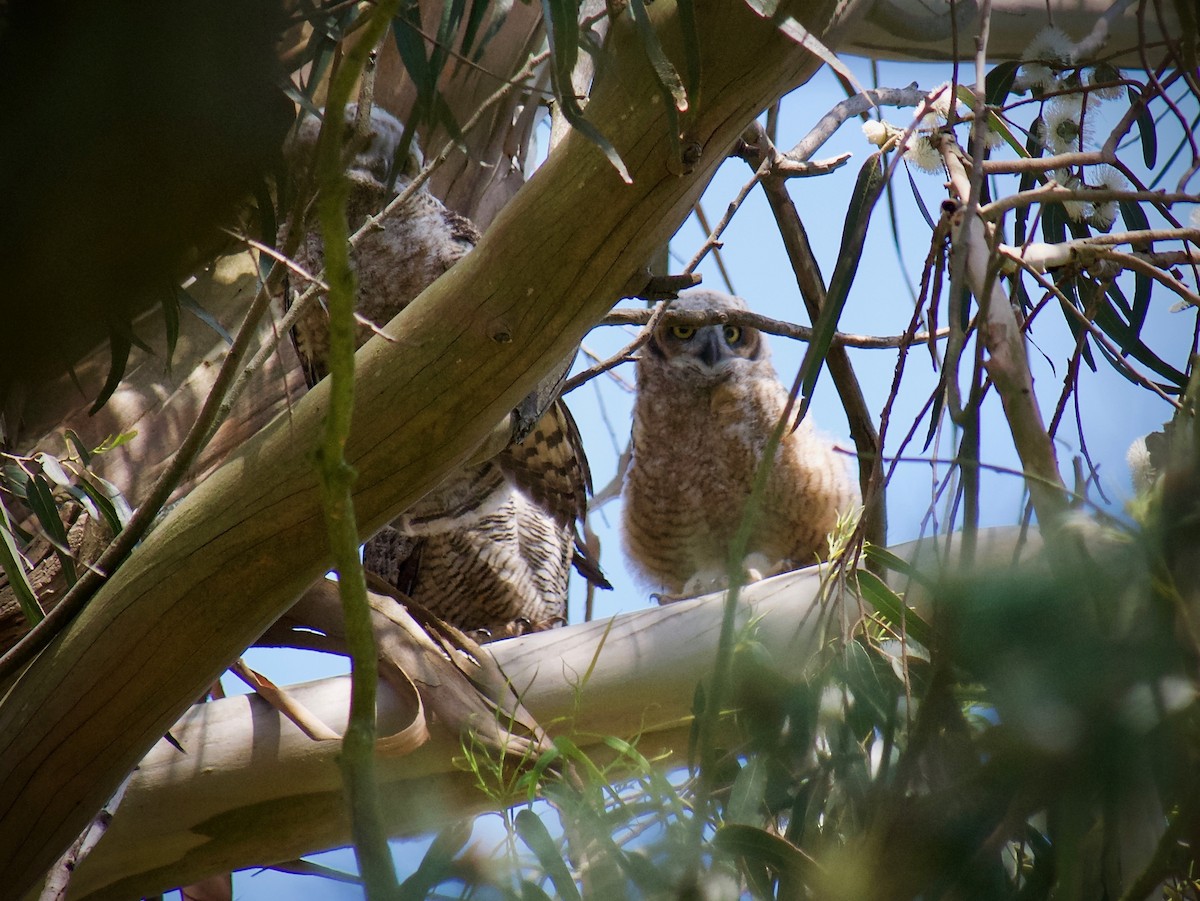 Great Horned Owl - ML617817414