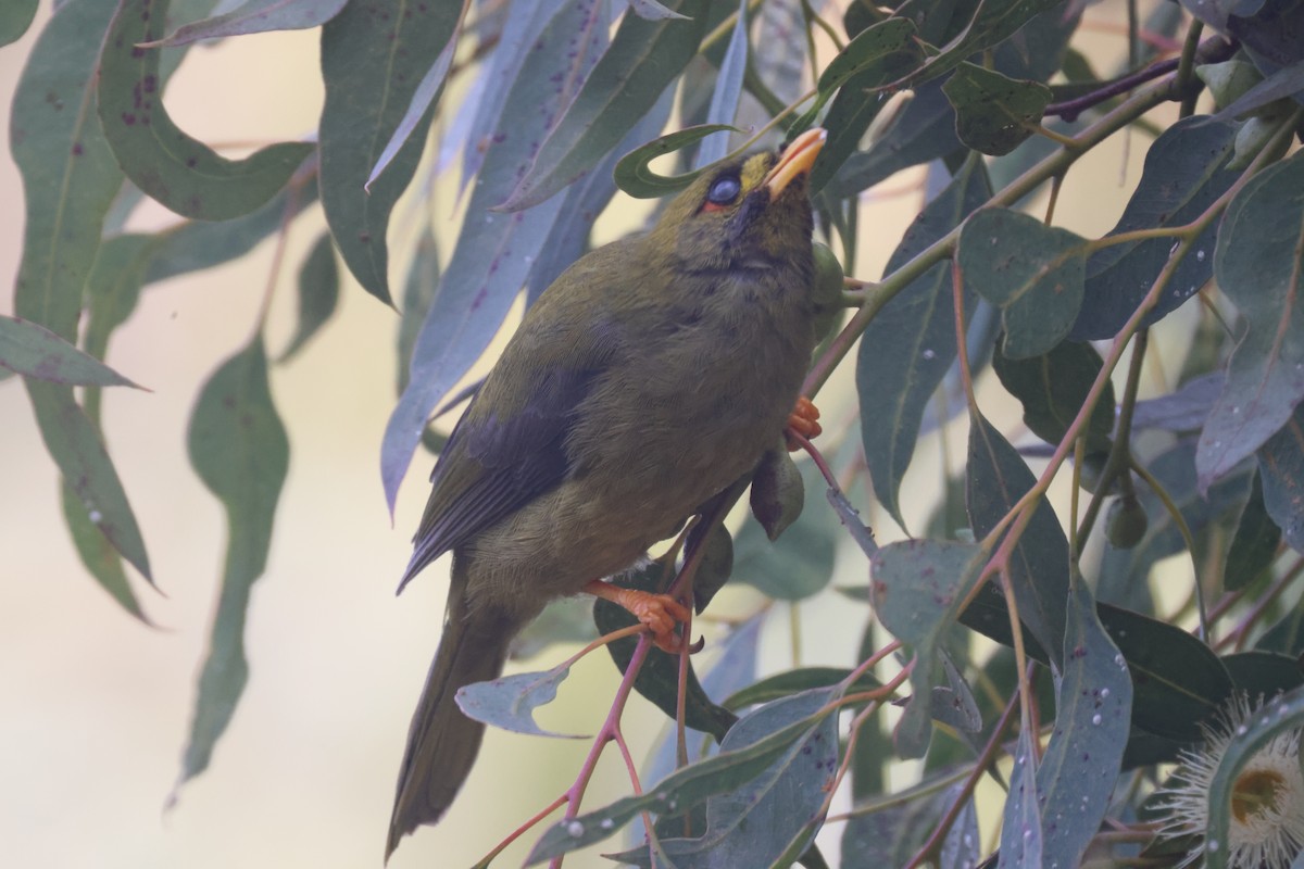 Bell Miner - GEOFFREY SHINKFIELD