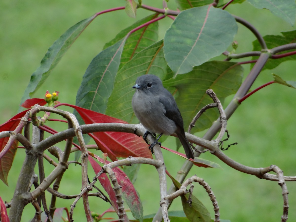 Gray-throated Tit-Flycatcher - ML617817478