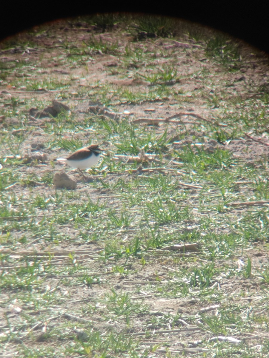 Little Ringed Plover - ML617817555