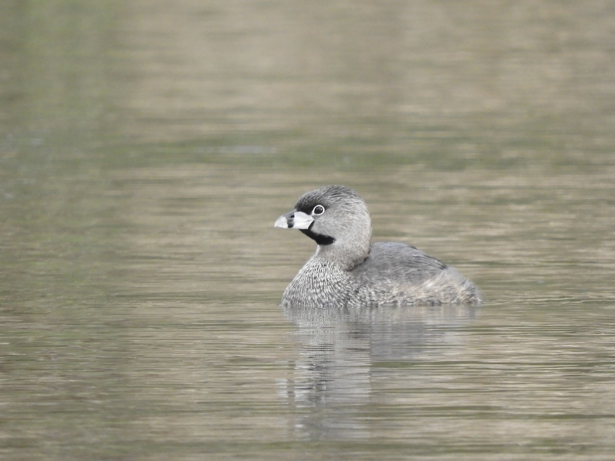 Pied-billed Grebe - Bear Jia