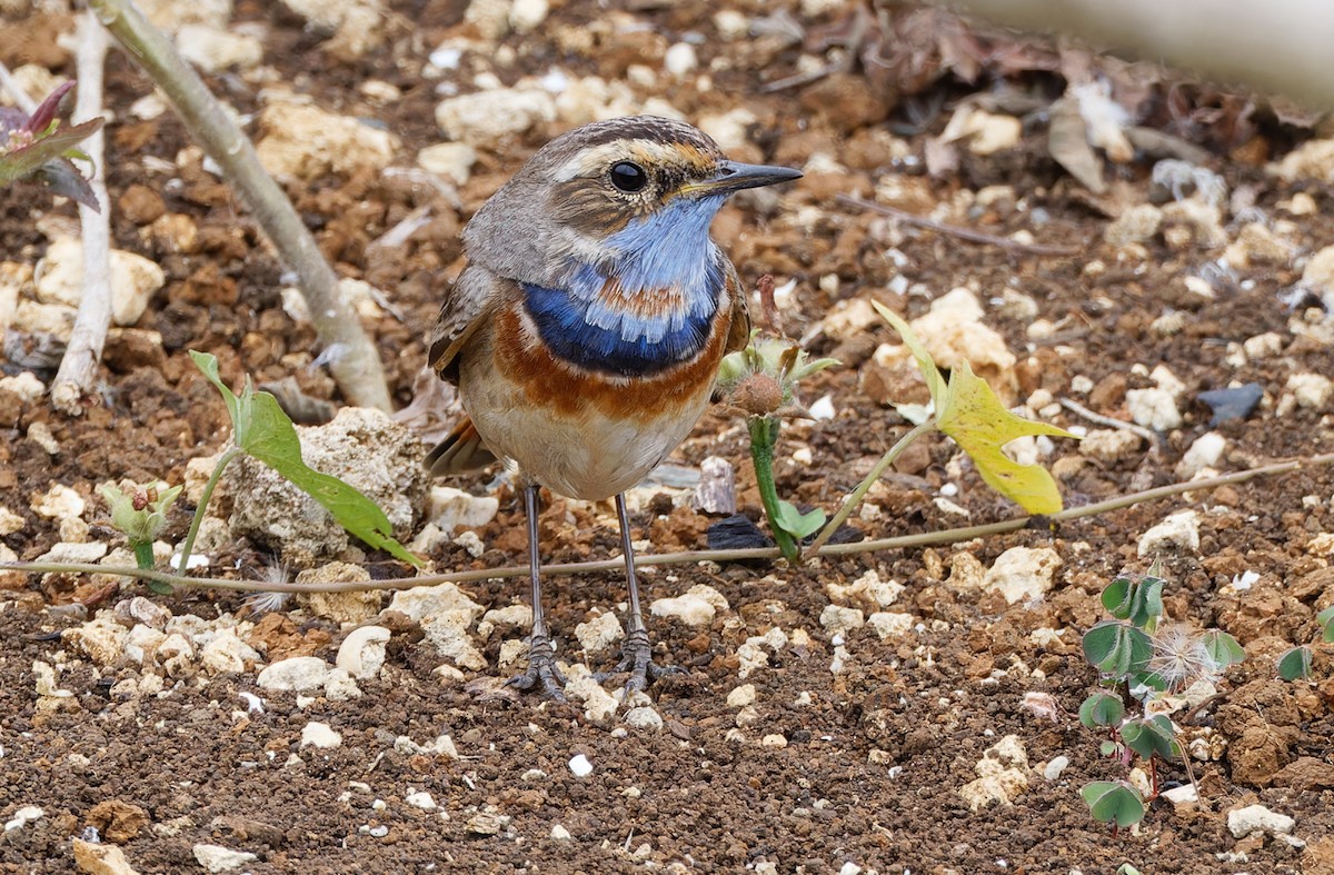 Bluethroat (Red-spotted) - Robert Hutchinson