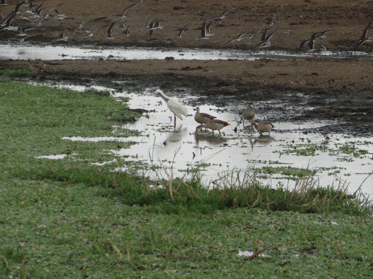 African Spoonbill - ML617817679