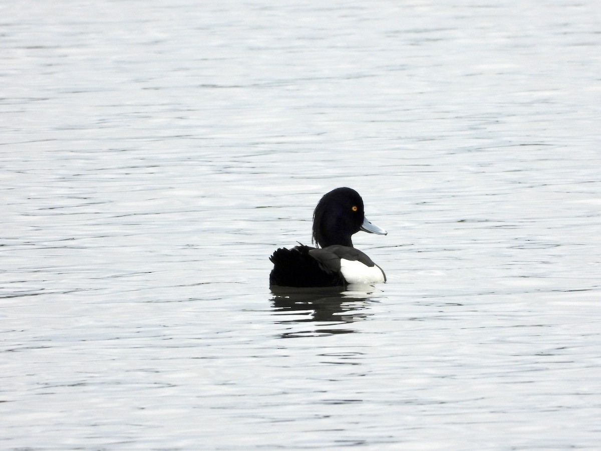 Tufted Duck - ML617817680