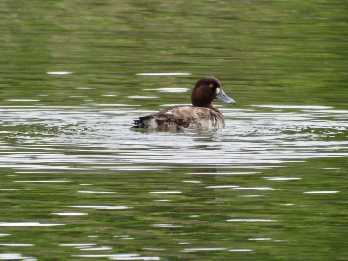 Tufted Duck - ML617817681
