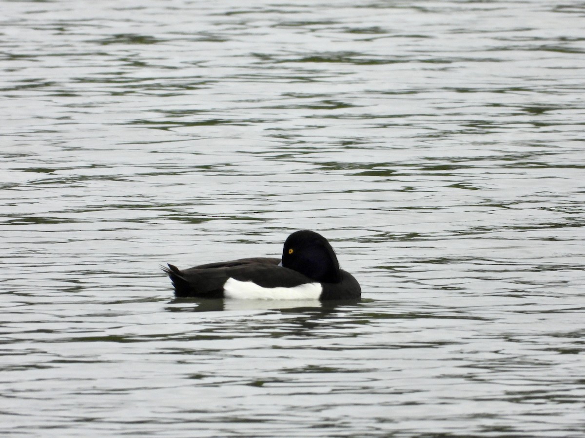 Tufted Duck - ML617817682