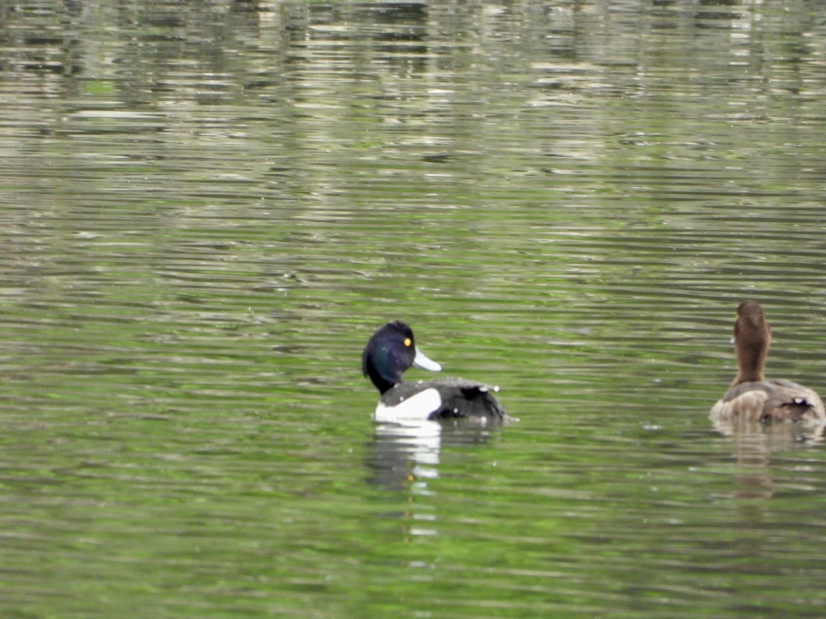 Tufted Duck - ML617817683