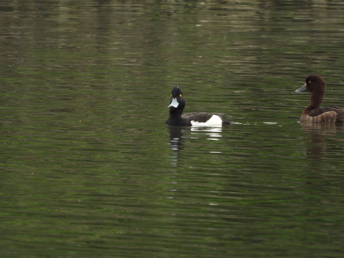 Tufted Duck - ML617817685