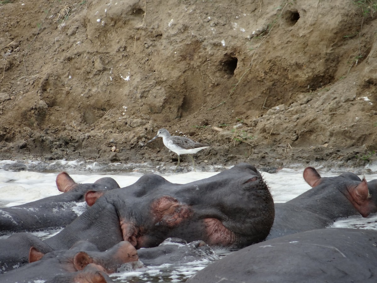 Marsh Sandpiper - ML617817719