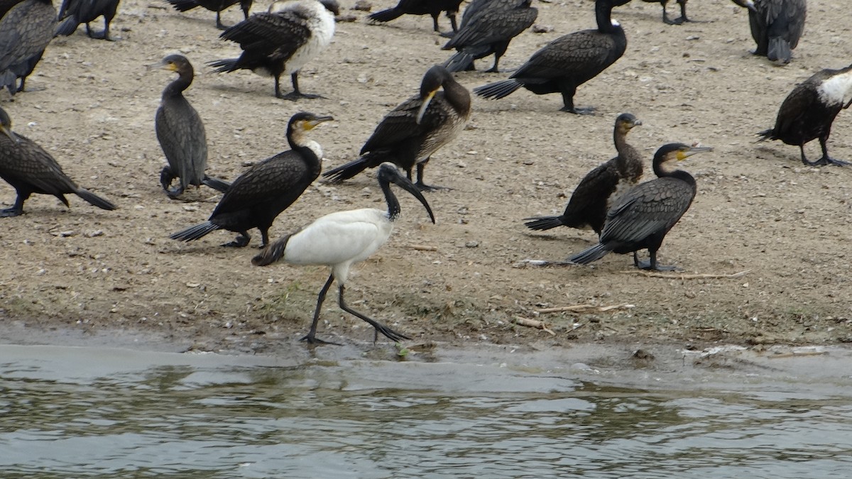 African Sacred Ibis - ML617817750