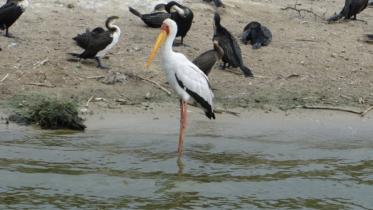 Yellow-billed Stork - ML617817754