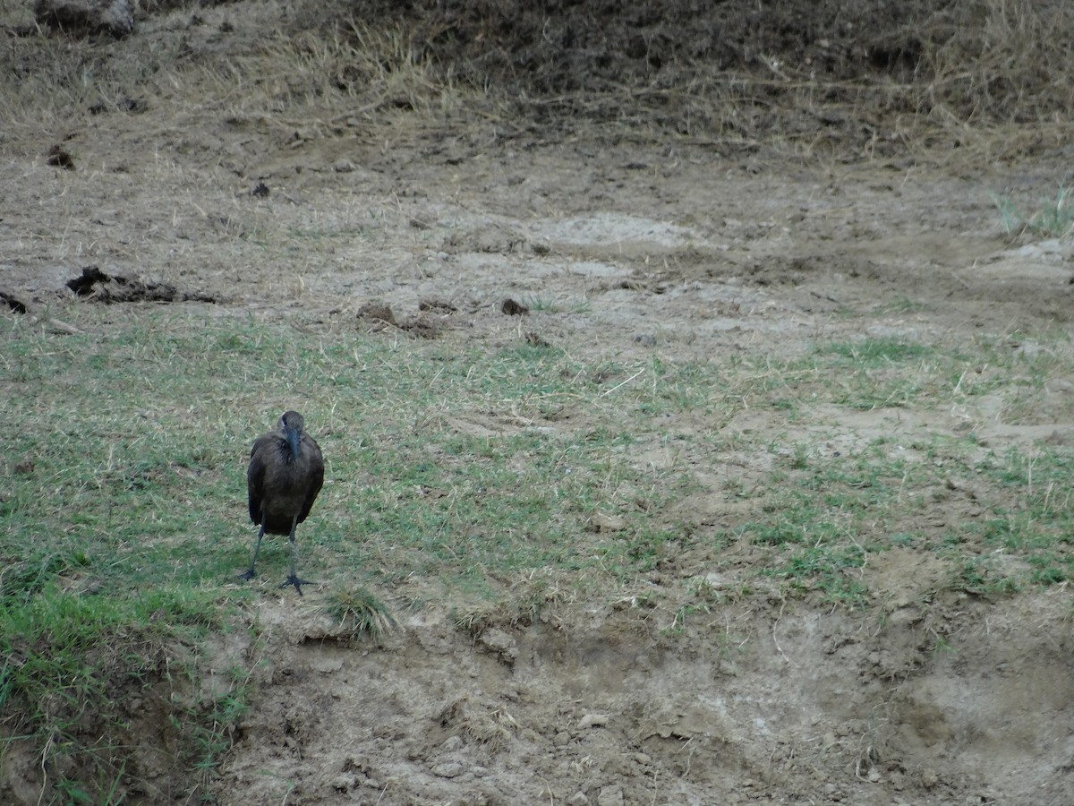 Hamerkop - ML617817760