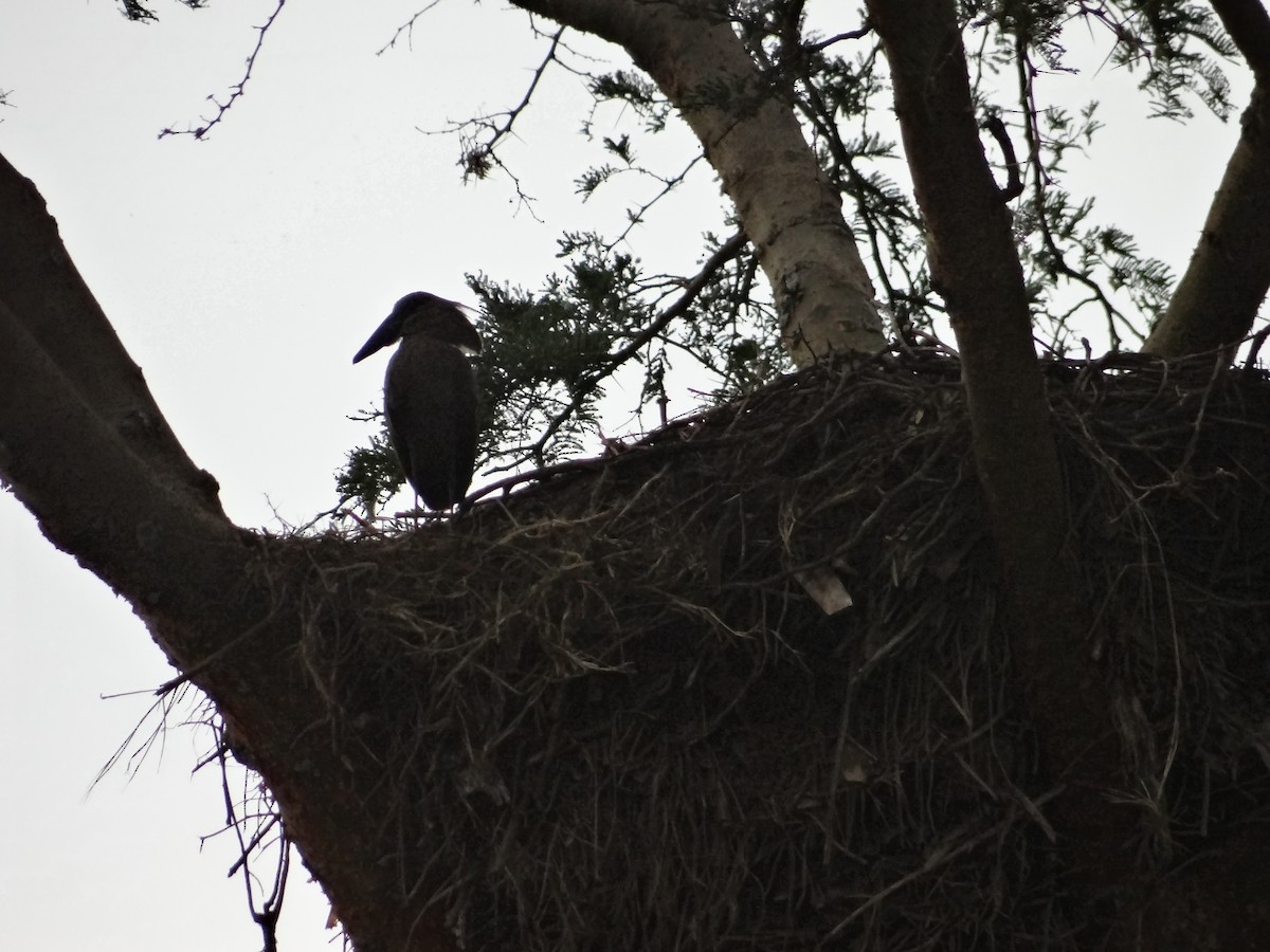 Hamerkop - ML617817799