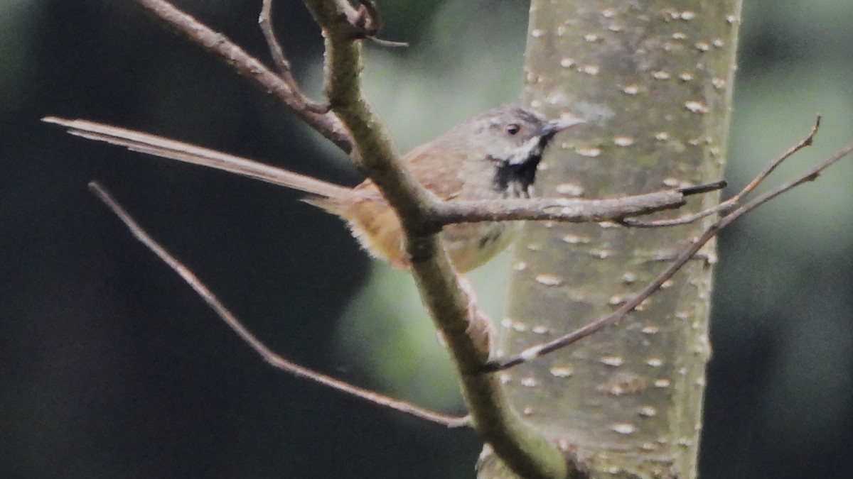 Black-throated Prinia - ML617817818