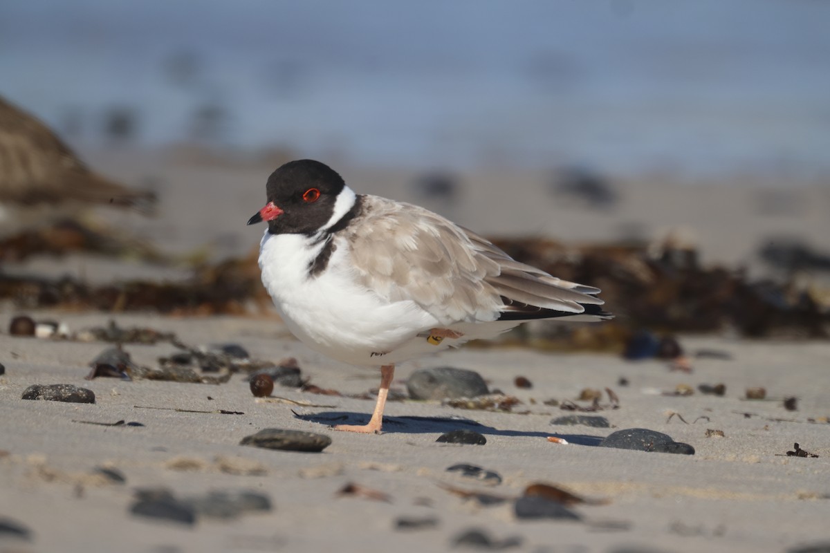 Hooded Plover - GEOFFREY SHINKFIELD