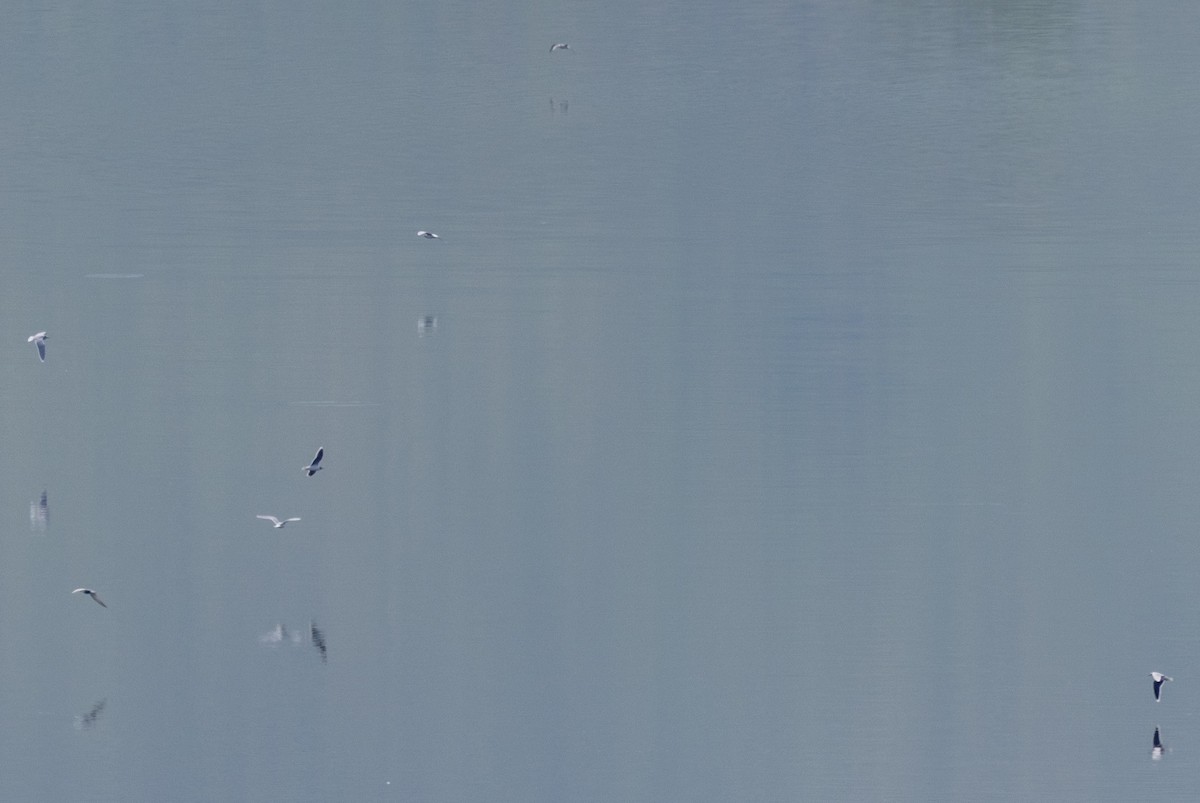 Little Gull - Radoslav Devedzhiev