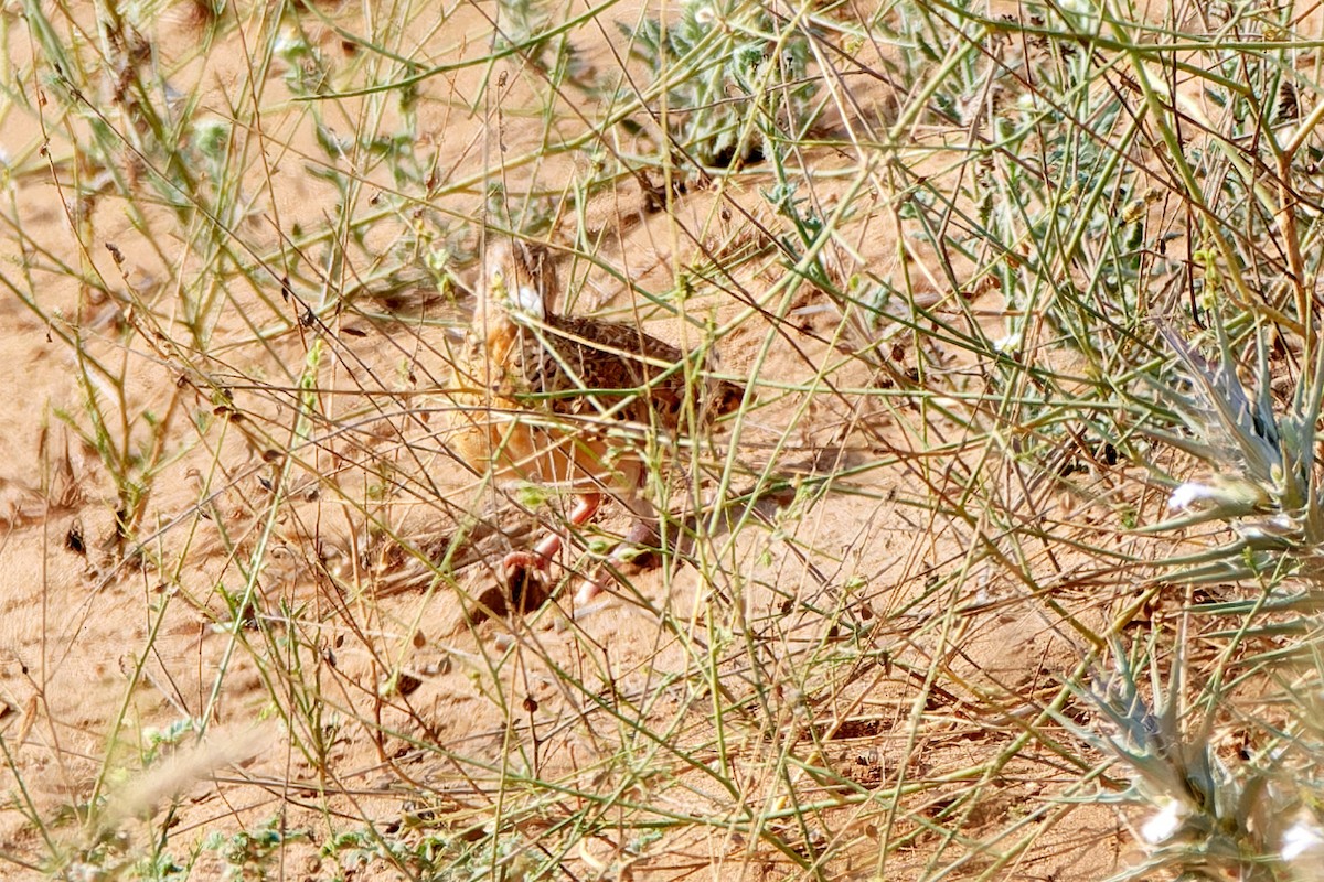 Small Buttonquail - ML617817854