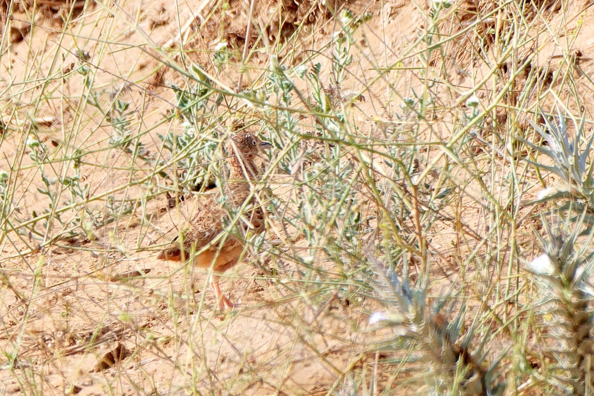 Small Buttonquail - ML617817855