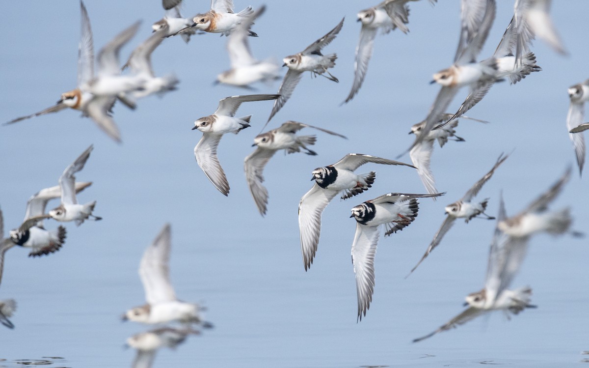 Ruddy Turnstone - ML617817874