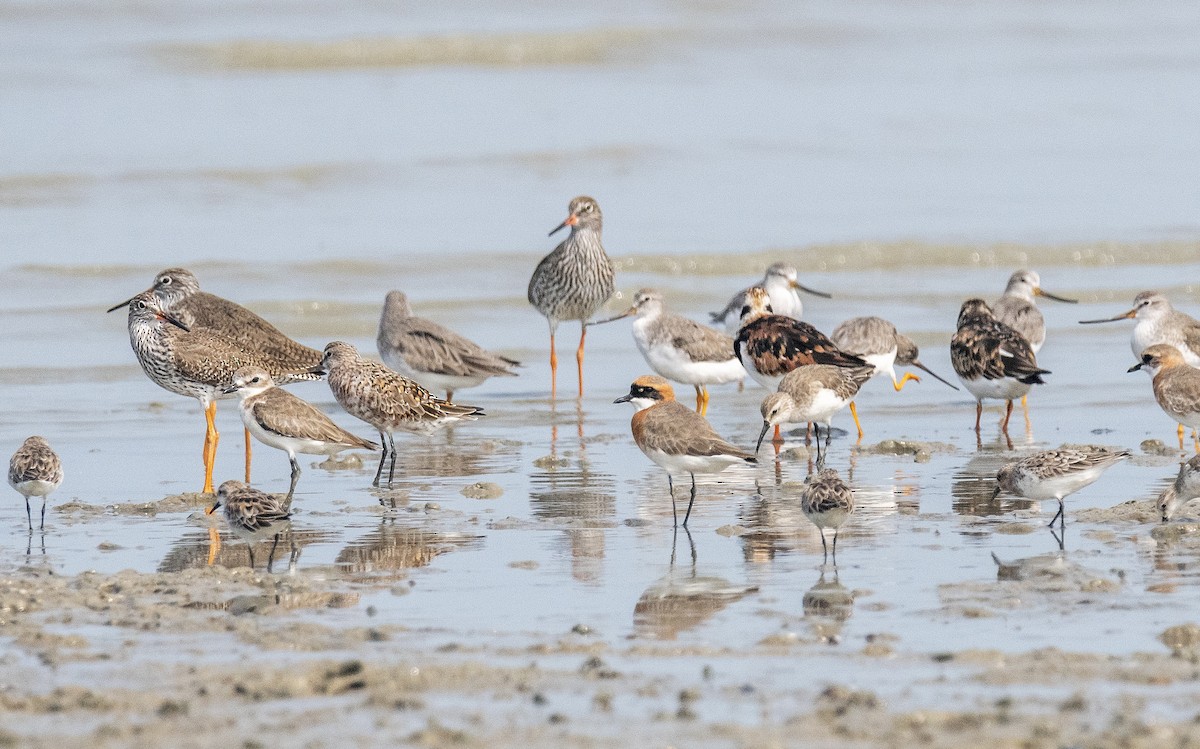 Tibetan Sand-Plover - ML617817877