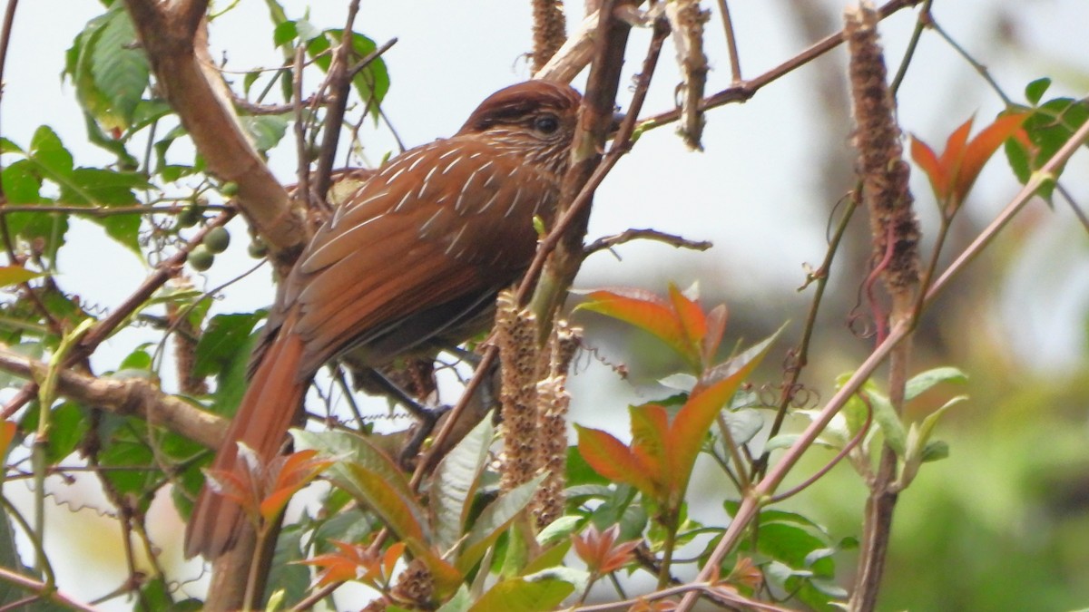 Striated Laughingthrush - ML617817899