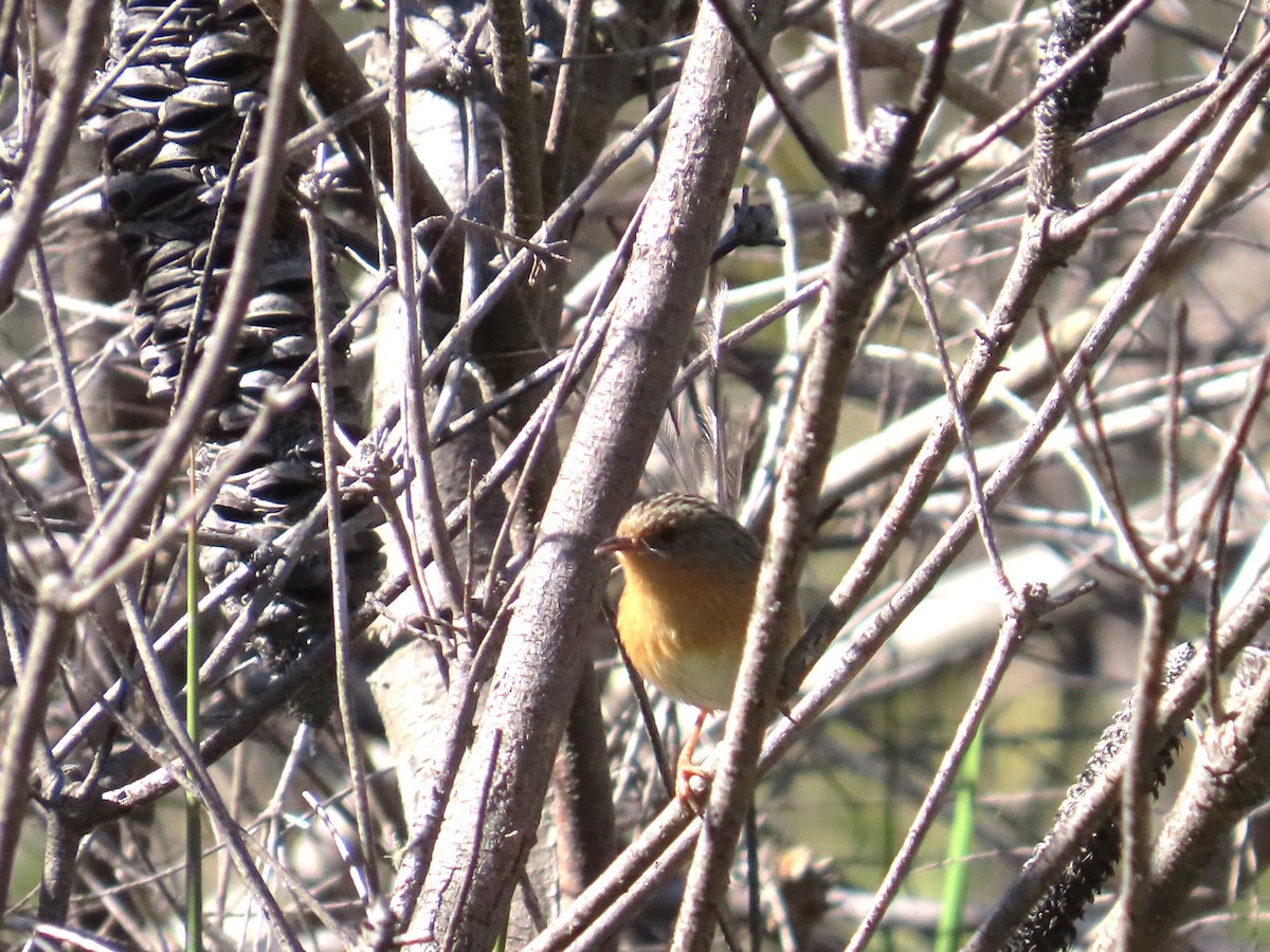 Southern Emuwren - Stuart Ling