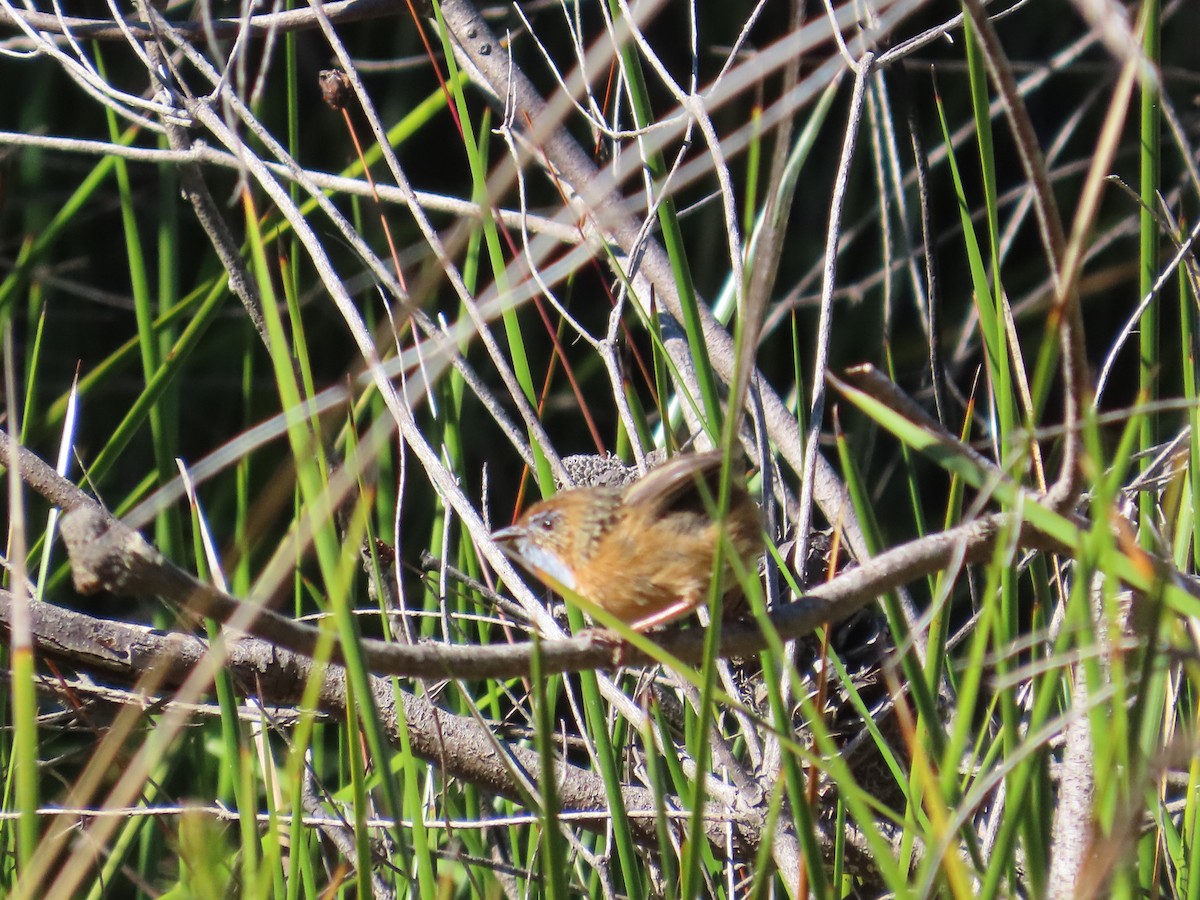 Southern Emuwren - Stuart Ling