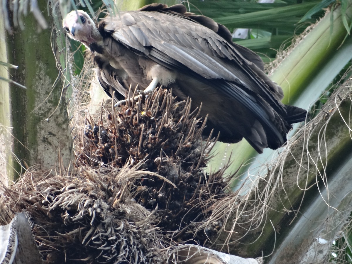 Hooded Vulture - ML617817945