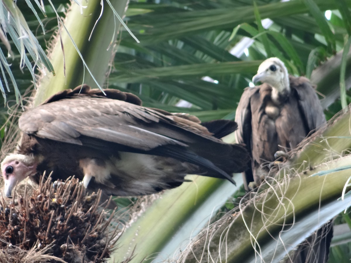 Hooded Vulture - ML617817946