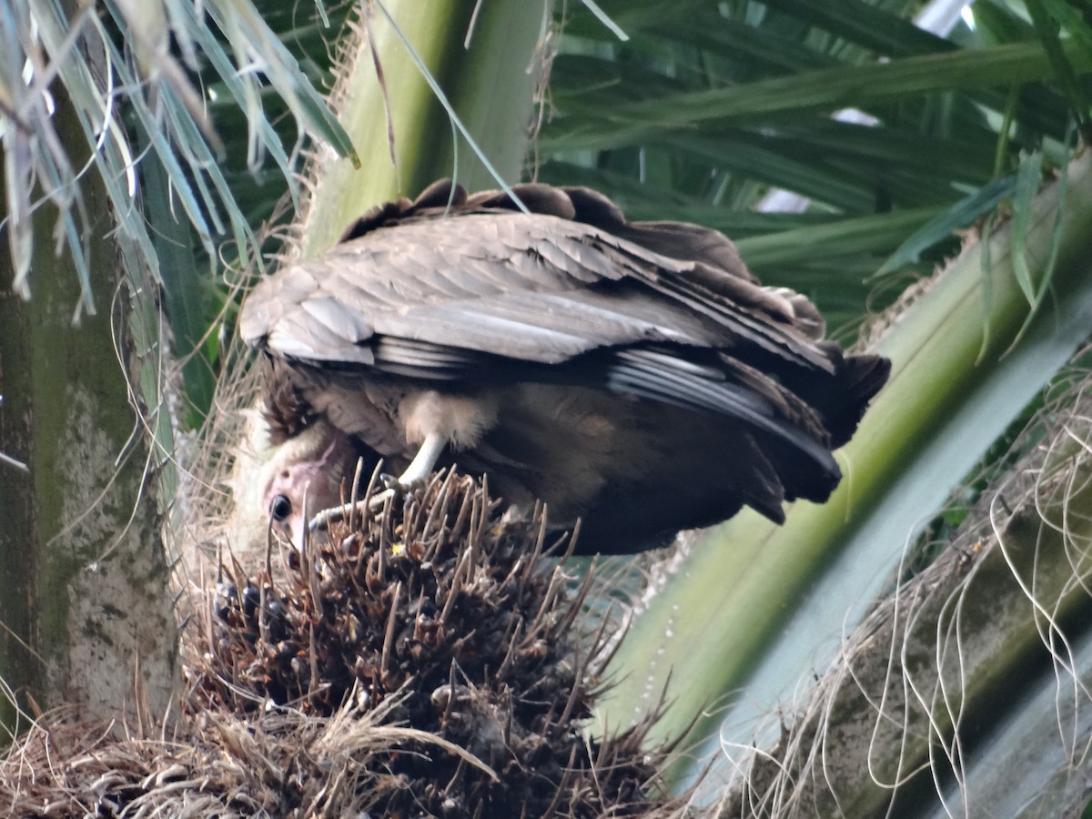 Hooded Vulture - ML617817947