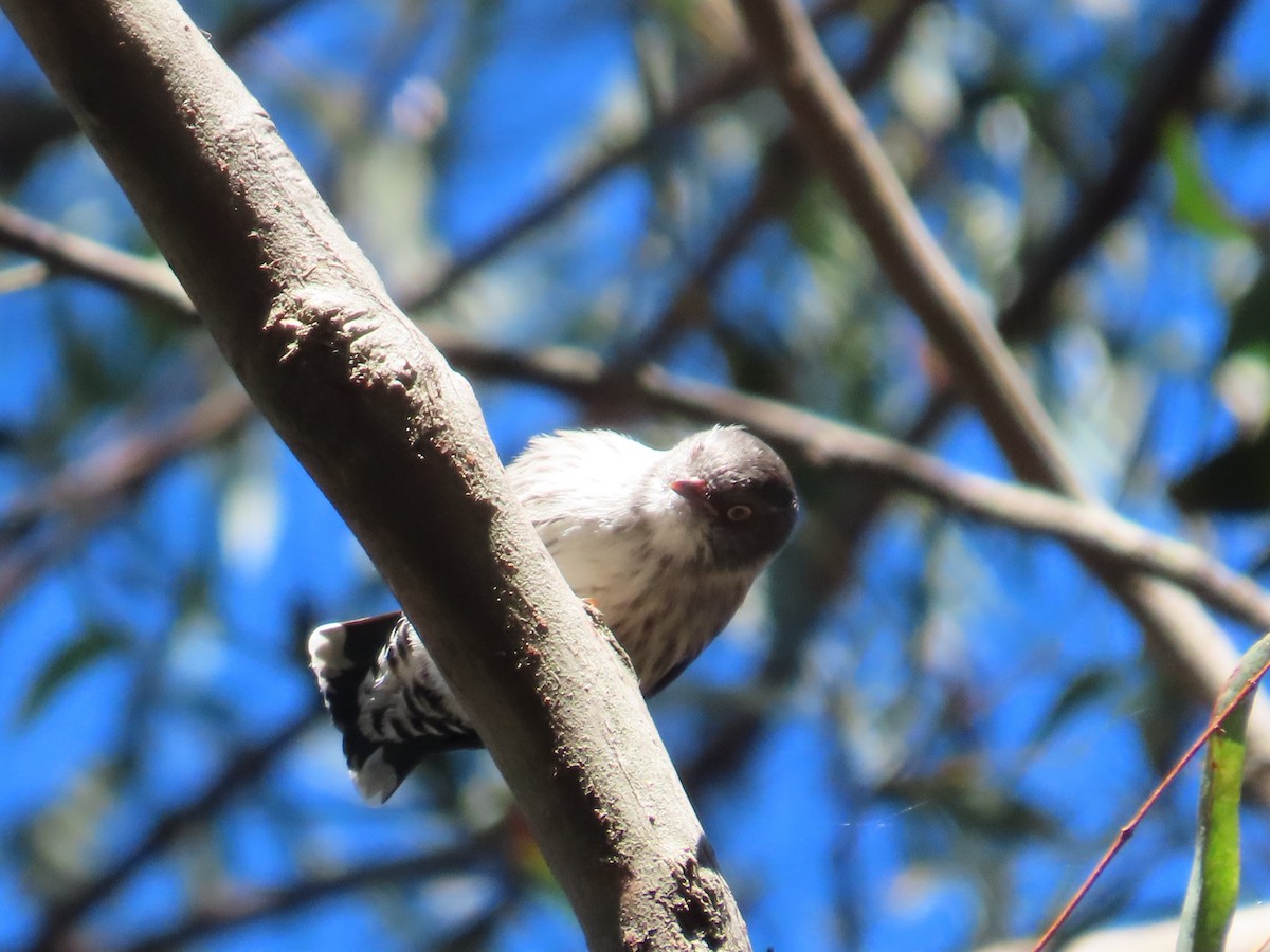 Varied Sittella - Stuart Ling