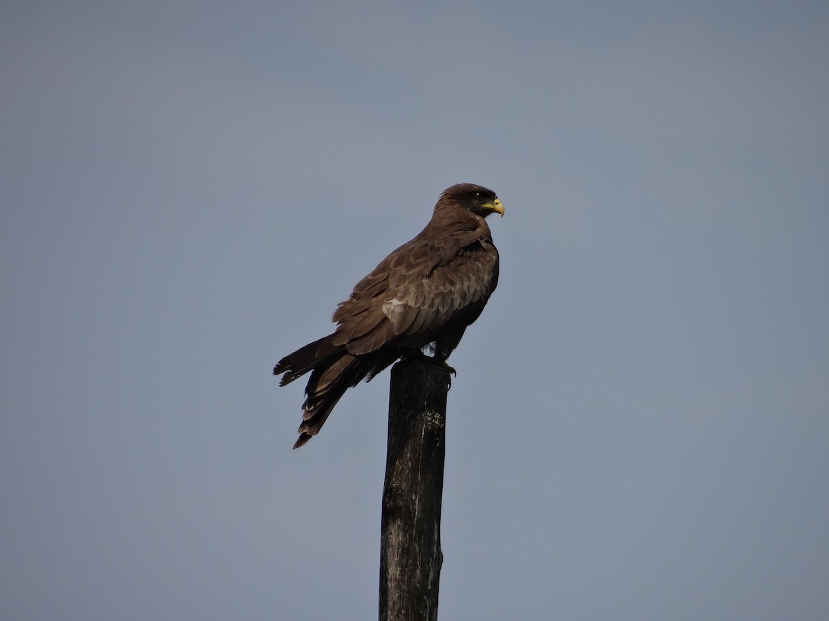 黑鳶 - ML617817951