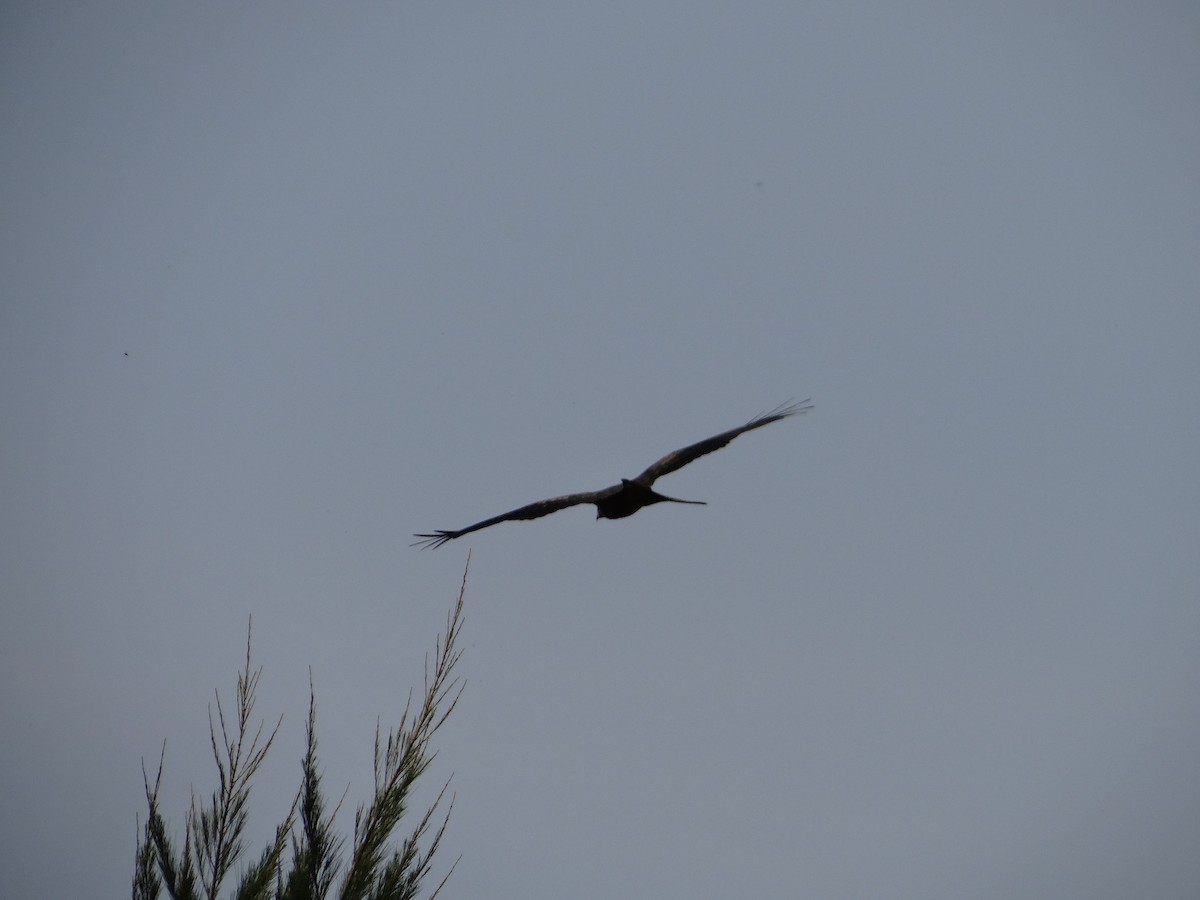 Black Kite - ML617817952