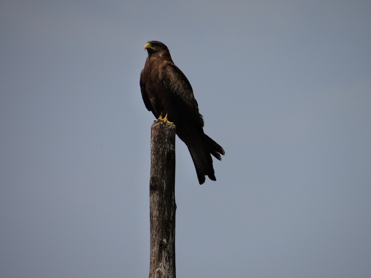 Black Kite - ML617817953