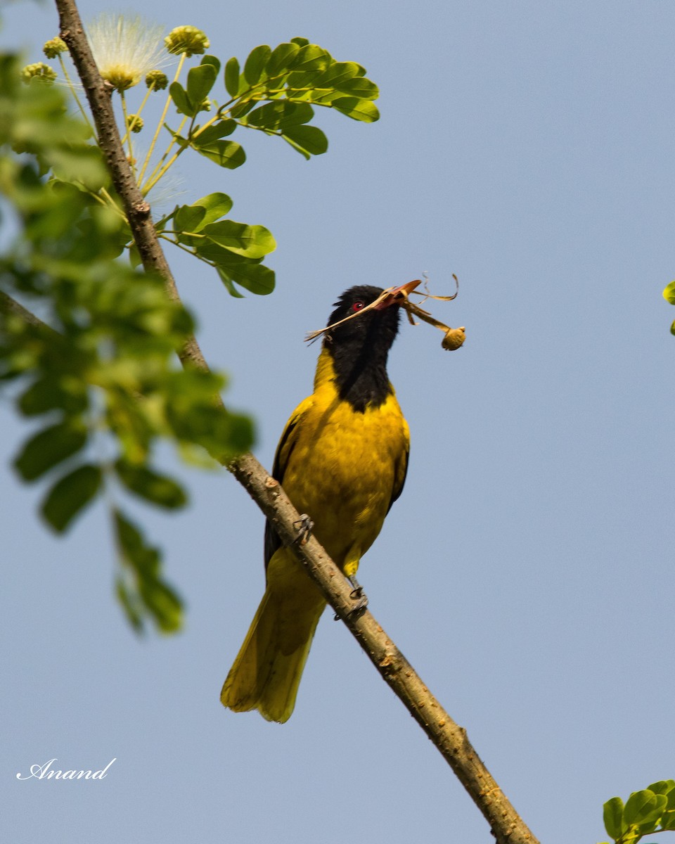 Black-hooded Oriole - Anand Singh