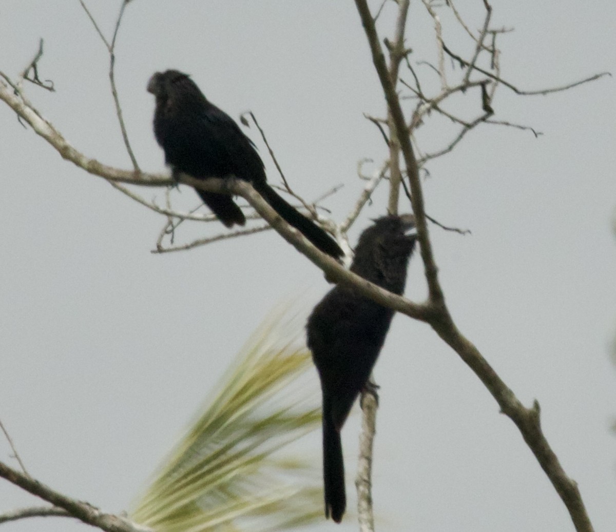 Smooth-billed Ani - ML617817977