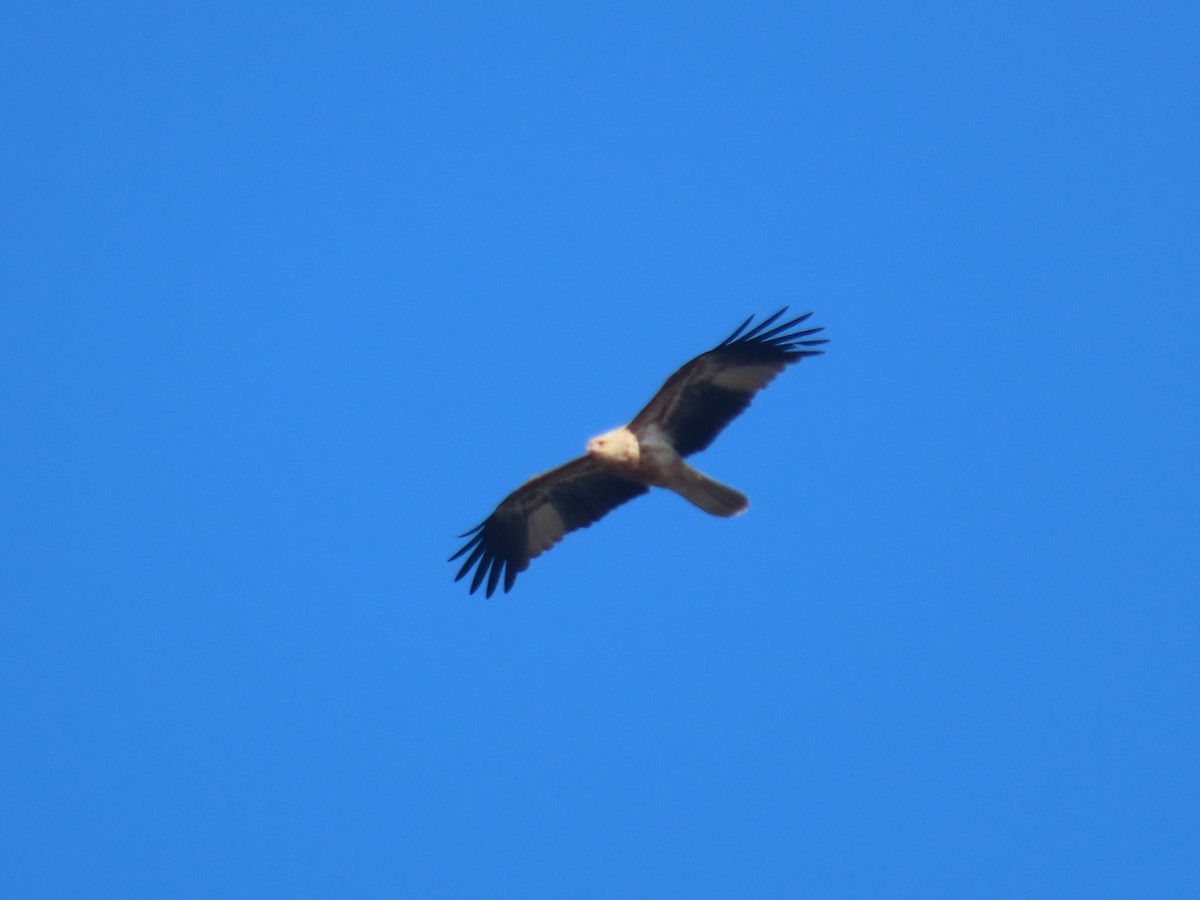 Whistling Kite - Stuart Ling