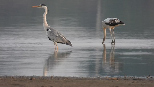 Greater Flamingo - ML617818011