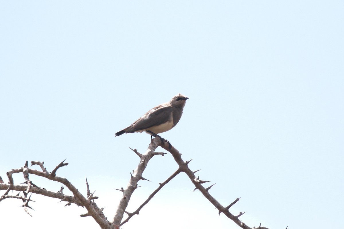 Fischer's Starling - ML617818052