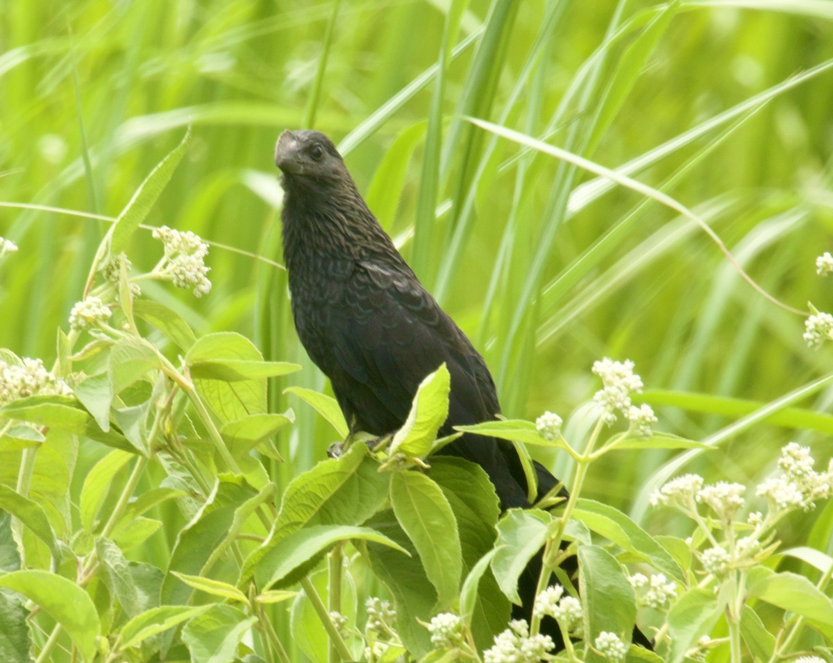 Smooth-billed Ani - ML617818053