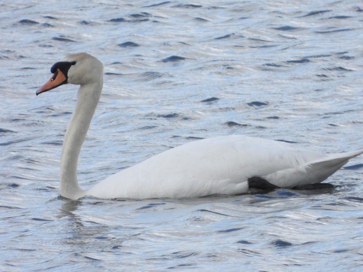 Cygne tuberculé - ML617818085