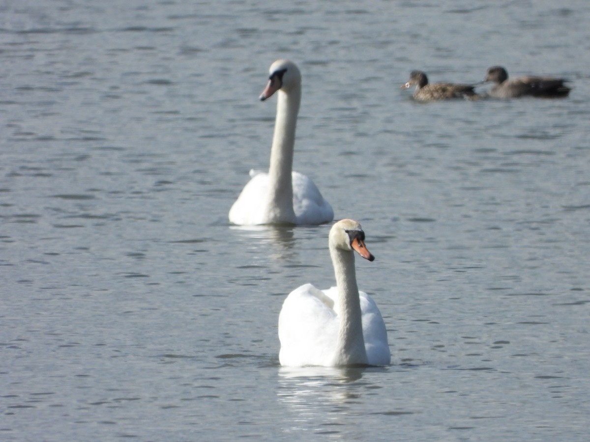 Mute Swan - ML617818086