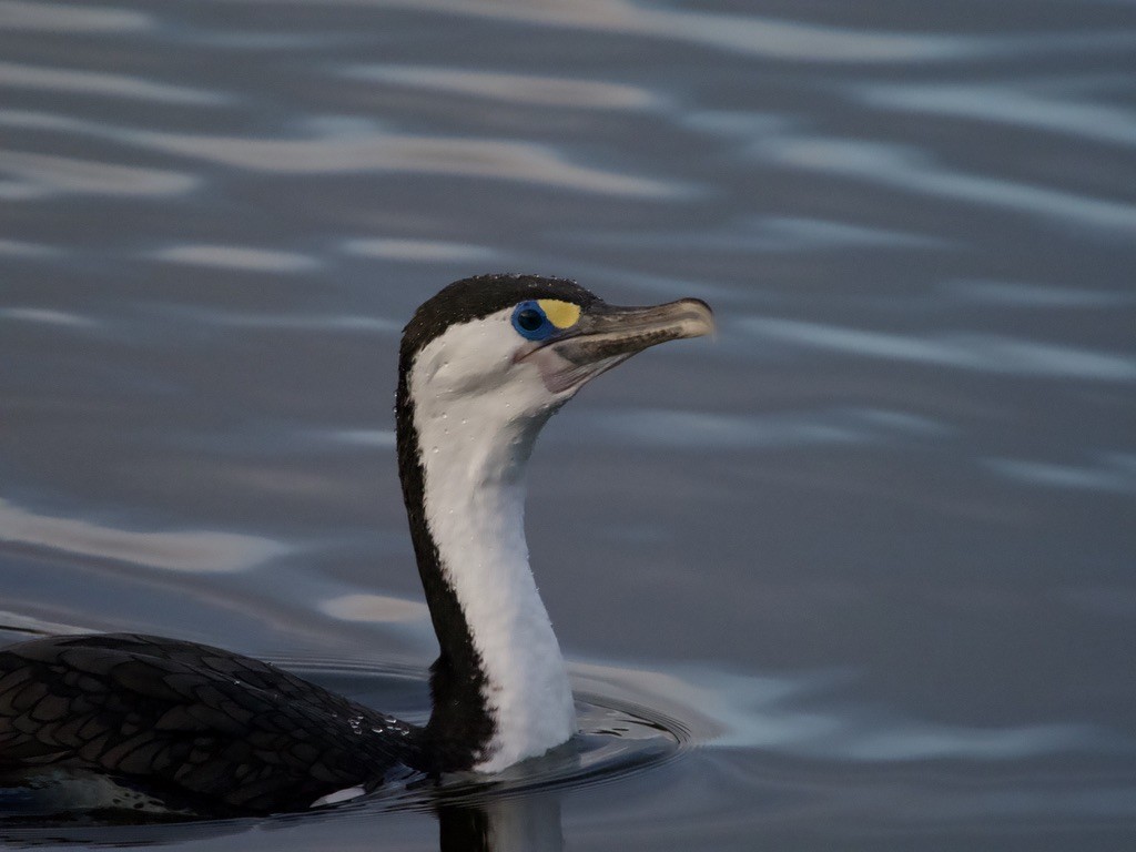 Pied Cormorant - ML617818102