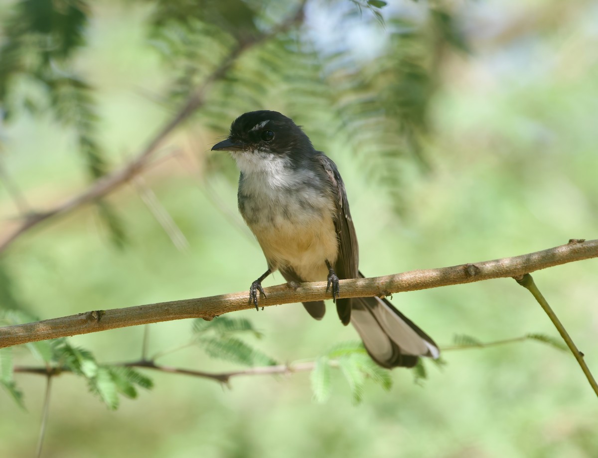Northern Fantail (Timor) - ML617818108