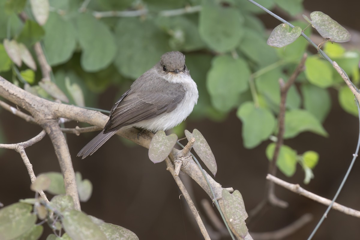 Swamp Flycatcher - ML617818110