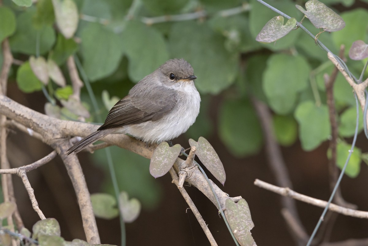 Swamp Flycatcher - ML617818112