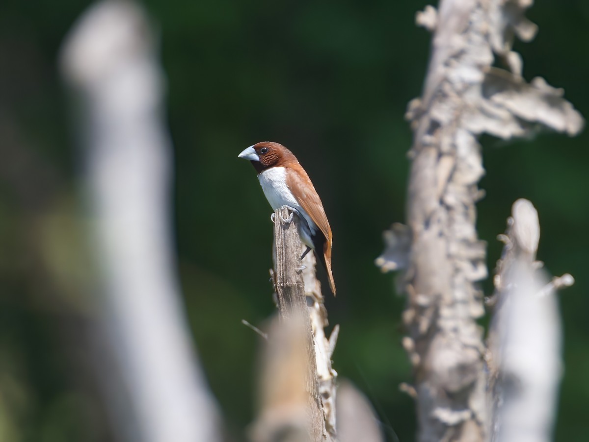 Five-colored Munia - ML617818131