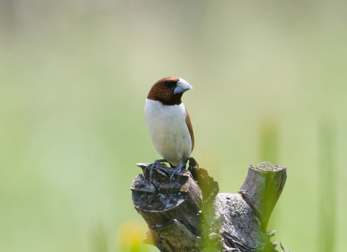 Five-colored Munia - ML617818135