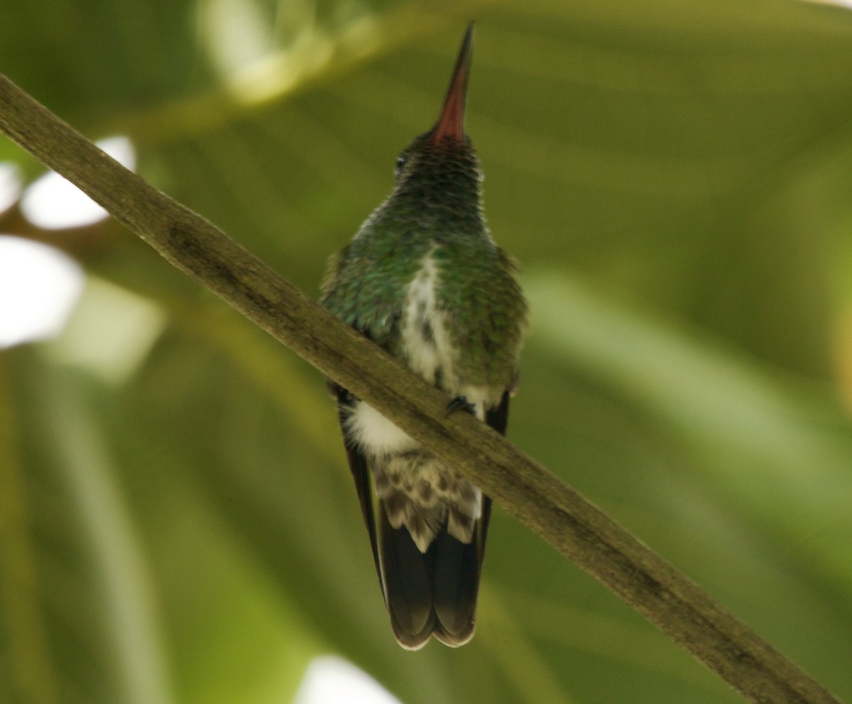 Glittering-throated Emerald - ML617818140