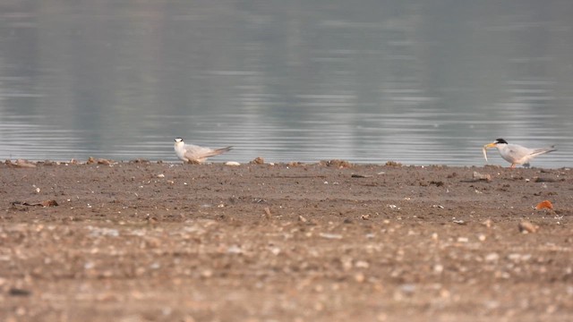 Little Tern - ML617818153